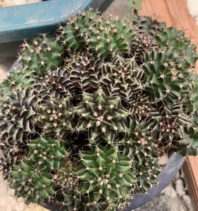 กระบองเพชร-แคคตัส-ยิมโน-gymnocalycium-cactus