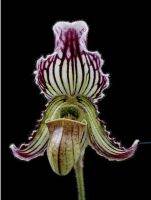 paph.fairrieanum ขนาดที่ขายเป็นกระถาง 4นิ้ว