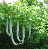 เมล็ดพันธุ์ บวบงู ขาว (White Snake Gourd) บรรจุ 4 เมล็ด ขนาดผล 4.2*45 ซม. ผลผลิตสูง