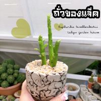 ??ถั่วของแจ๊ค  Euphorbia bisellenbeckii ? ลำต้นสูงยาว มีใบตามข้อตา ปักชำรากงอกง่ายจ้า เลี้ยงในร่ม/แดดรำไร่ แนะนำเลยค่ะ