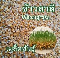 เมล็ดข้าวสาลี เพาะงอก ราคาถูก เกรดนำเข้า หญ้าแมว คนทานได้ อัตราการงอกสูง เมล็ดต้นอ่อนข้าวสาลี