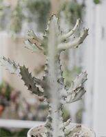 กระดูกมังกรขาว Euphorbia Lactea white ghost ยูโฟเบีย