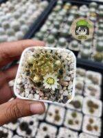 แมมขนนกเหลือง ดอกขาว (Mammillaria schiedeana Ehrenb. ex Schltdl.)