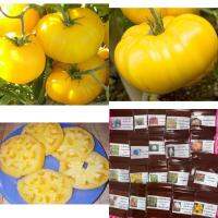 เมล็ด มะเขือเทศ แบรนดี้ไวน์สีเหลือง ( Yellow Brandywine Tomato Seed ) บรรจุ 5 เมล็ด คุณภาพดี ของแท้ 100%