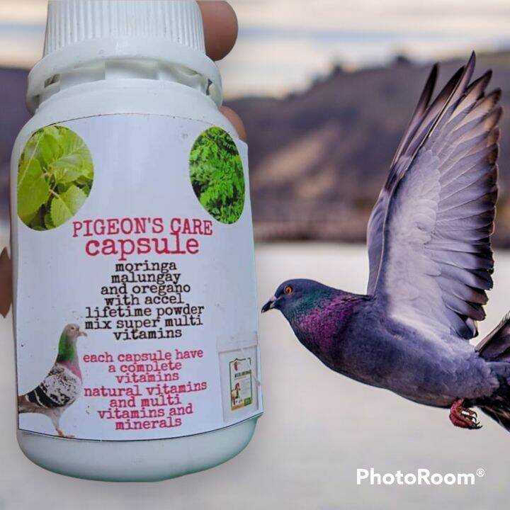 pigeon vitamins for recovery Lazada PH