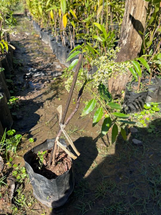 ต้นสะเดามัน-ขมน้อยปลูกกินดอกกินยอดอ่อนกับน้ำพริก-สูง40-50เซนฯ