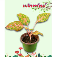 อโกลนีมา หลักทรัพย์
Aglaonema sp. ‘Laksap’