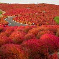 เมล็ดพันธุ์ พุ่มไม้เพลิง โคเชีย (Kochia Trichophylla) บรรจุ 50 เมล็ด