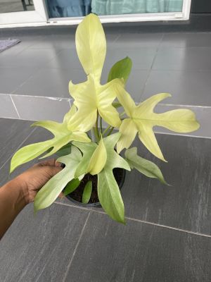 Philodendron Florida ghost  ก้ามกุ้งโกส ก้ามกุ้งสีทอง กระถาง 6 นิ้ว