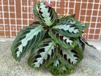 คล้ามารันต้าแบล็ค Maranta Black กระถาง 4นิ้ว กอใหญ่