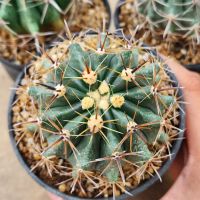 เฟอโรแคคตัส (Ferocactus) ต้นใหญ่ แม่พันธุ์