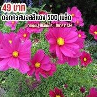 เมล็ดพันธุ์ ดอกคอสมอส สีชมพู 500 เมล็ด ไม่มีสีอื่นมาปน