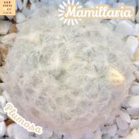 [แมม ขนนกขาว] Mammillaria Plumosa ส่งพร้อมกระถาง แคคตัส หนามนุ่ม ขนนุ่ม ขนปุย ดอกสวย ทะเลทราย ฟอร์มกอ ปุกปุย พืชอวบน้ำ Cactus Succulents ทนแดด ทนแล้ง