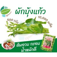 เมล็ด ผักบุ้งแก้ว ขนาด 500 กรัม (10,000 เมล็ด) ต้นอวบ น้ำหนักดี