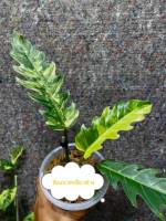 Philodendron Caramel Marble ไม้เนื้อเยื่ออนุบาลพร้อมส่ง ปลูกธรรมชาติไม่ต้องอบ