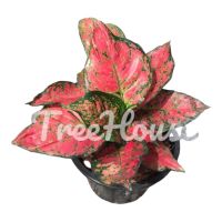 อัญมณีแดง ในกระถาง 6 นิ้ว 5-7 ใบ/ Aglaonema red anyamanee pot 6