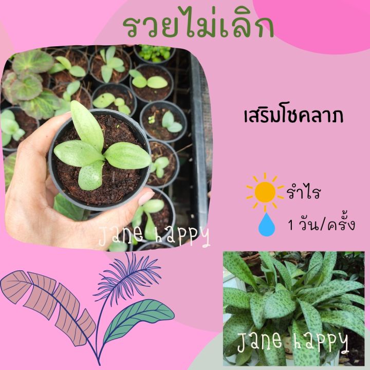 ต้นรวยไม่เลิก-ในกระถาง-3-นิ้ว