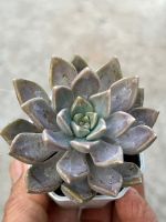 Graptopetalum  Alunpei (อาหลงเพ่ย) ไม้อวบน้ำ น่ารักๆ กระถาง 2 นิ้ว