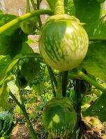 เมล็ดมะเขือคางกบยักษ์(Kangkob giant eggplant seeds) หายาก ผลใหญ่กว่ามะเขือคางกบธรรมดา มีลายคล้ายคางกบ(พันธุ์แท้เก็บเมล็ดทำพันธุ์ต่อได้)