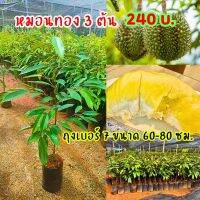 หมอนทอง 3 ต้น 240 บ.