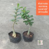 ต้นชวนชม ดอกสีขมพู Adenium / Desert rose  ถุงเพาะ 6" เพาะจากเมล็ด โขดสวยงาม ทนแล้งดีเยี่ยม เป็นไม้มงคล