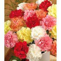 เมล็ดพันธุ์ คาร์เนชั่น คละสี (Carnation Mix) บรรจุ 50 เมล็ด