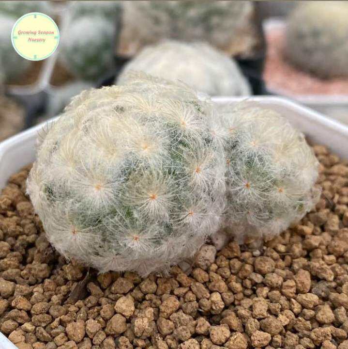 sp-แมมขนนกขาว-ขนนกขาว-mammillaria-plumosa-แมมมิลาเรีย-แมมมิลาเรีย-ไม้เมล็ด-แคคตัส-กระบองเพชร-ต้นไม้