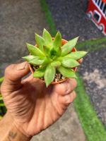 Echeveria agavoides  กุหลาบหินกระถาง2นิ้ว