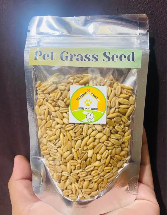 PET GRASS SEED with Instructions Lazada PH