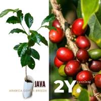 ต้นกาแฟอาราบิก้า-จาวา (Java) สายพันธุ์หายาก ยอดแดง ขนาดพร้อมปลูก(1ปีกว่า)