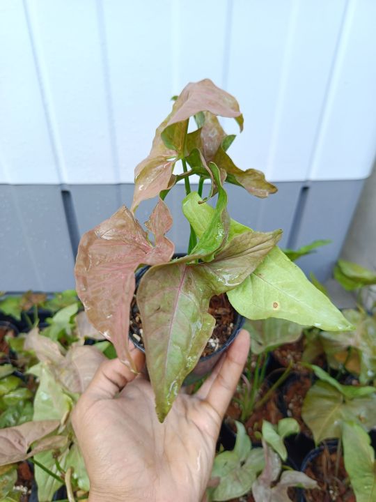 syngonium-podophyllum-ต้นออมชมพู-ไม้มงคลเรียกทรัพย์-เสริมโชคลาภ-ในกระถาง4-นิ้ว