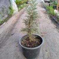 ต้นสนบลูไอซ์ (Blueice cypress) ? สนที่มีกลิ่นหอมเฉพาะตัว และหายากราคาสูง