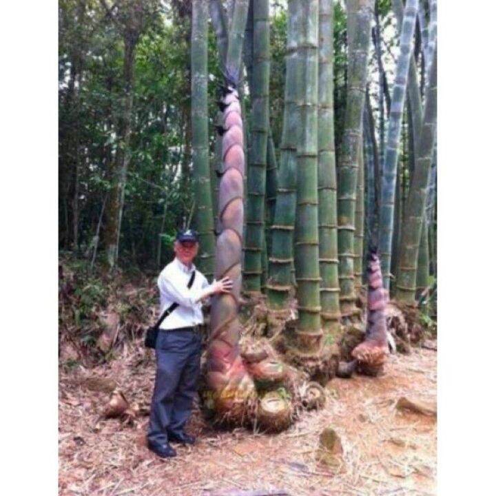 เมล็ดพันธุ์-ไผ่หน่อยักษ์-giant-bamboo-บรรจุ-10-เมล็ด-ลำต้นใหญ่-หน่อใหญ่-รัปประทานนำไปทำอาหารได้-นิยมปลูกมาก