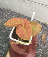 บอนสีนิวเวฟ /Caladium Bicolor สีชนิดกัดสีกระถาง6 นิ้ว