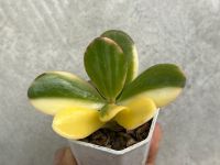 Jadeplant Varigata ไม้อวบนำ้ คลาสซูล่าด่าง น่ารักๆ กระถาง 2 นิ้ว