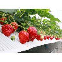 เมล็ดพันธุ์ สตอเบอร์รี่ สีแดง ( red strawberry seeds ) บรรจุ 15 เมล็ด