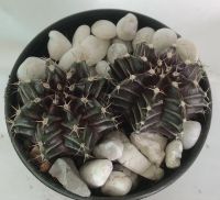 แคคตัส ยิมโน Gymnocalycium  ผิวมัน เขียวอมม่วง 2 ต้น