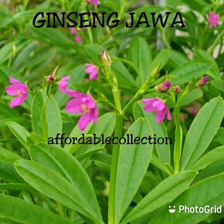 Seed Ginseng Jawa Talinum Crassifolium Benih Sayur Ubat Ginseng