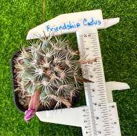 แมมชูแมน ชูแมนนิอาย Mammillaria schumannii