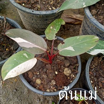 ☘️ Philodendron Red Enderson ❤️ (ฟิโลเดนดรอนเรดเอ็นเดอร์สัน) ไม้แยกหน่อ ต้นแม่ภาพแรก ☘️ ไม้ด่าง ไม้ฟอกอากาศ ☘️ [PRE]