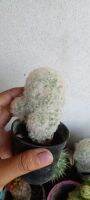 แคคตัส แมมมิลลาเรีย ขนนกขาว Mamillaria plumosa ดอกสีขาว ขนาด 4ซม.