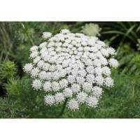 เมล็ดพันธุ์ ดอกเอมมี่เมจัส (Ammi Majus) บรรจุ 40 เมล็ด