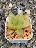 Haworthia Hybird Thailand ขนาดกระถาง 2 นิ้ว จัดส่งทั้งกระถาง รหัส Q138-162