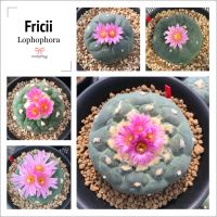 เมล็ด Lophophora Fricii seeds