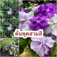 ? “ต้นพุดสามสี ” ?พันธุ์ไม้ที่สามารถออกดอกได้และดอกสามารถเปลี่ยนสีได้ถึง 3 สีอย่างสีม่วงเข้ม และจะจางออกไปเป็นสีม่วงอ่อนจนไปถึงสีขาว นอกจากนี้ยังมีกลิ่นหอมตลอดทั้งวัน เป็นพรรณไม้ที่เลี้ยงดูง่ายสามารถเจริญเติบโตได้บริเวณที่มีแสงแดดเต็มวัน