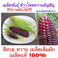 เมล็ดพันธ์ุ ข้าวโพดหวาน อัญชัญ (80 -100เมล็ด) รสหวานสีสวยเมล็ดเต็มฝักทายดิบได้