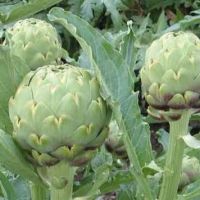 เมล็ดพันธุ์ อาติโช้ค สีเขียว (Green Globe Artichoke Seed) บรรจุ 5 เมล็ด คุณภาพดี