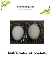 ไข่เชื้อไก่ยักษ์บราห์ม่า (สำหรับฟัก) ราคาต่อ 2ใบ