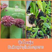 สิงโตพุ่ม Bulbophyllum repens กำลังติดดอก7กย.66 กระถางเจี๊ยบ