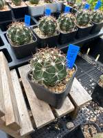 เมโลแคคตัส Melocactus Amoenus แคคตัส กระบองเพชร กระถาง 2 นิ้ว